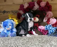 Glacier, a male Boston Terrier for sale in Cub Run, KY – Photo 4 of 4