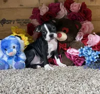 Glacier, a male Boston Terrier for sale in Cub Run, KY – Photo 2 of 4