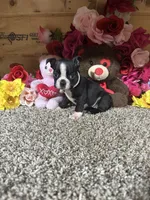 Connie, a female Boston Terrier for sale in Cub Run, KY – 2 of 4