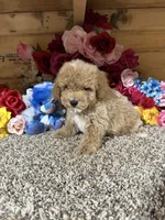 Chief , a male Poodle - Toy  for sale in Cub Run, KY – 5 of 6