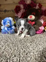 Dusty, a male Boston Terrier for sale in Cub Run, KY – Photo 2 of 4