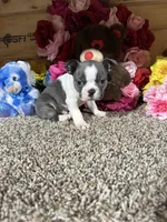Dusty, a male Boston Terrier for sale in Cub Run, KY – Photo 3 of 4