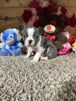 Dusty, a male Boston Terrier for sale in Cub Run, KY – Photo 4 of 4