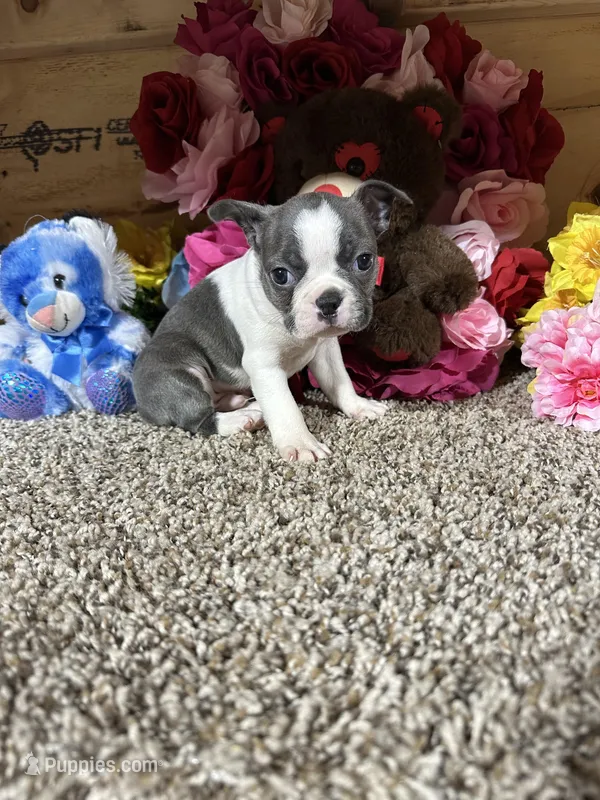 Dusty, a male Boston Terrier for sale in Cub Run, KY – Photo 1 of 4