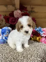 Tex, a male Poodle - Toy  for sale in Cub Run, KY – 3 of 5