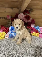 Akc Harper, a male Poodle - Toy  for sale in Cub Run, KY – 2 of 4