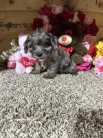 Lexi Anne, a female Cavapoo for sale in Cub Run, KY – Photo 1 of 4