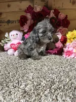Lexi Anne, a female Cavapoo for sale in Cub Run, KY – Photo 4 of 4