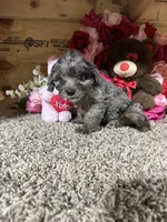 Lexi Anne, a female Cavapoo for sale in Cub Run, KY – Photo 3 of 4