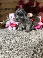 Lexi Anne, a female Cavapoo for sale in Cub Run, KY – Photo 2 of 4