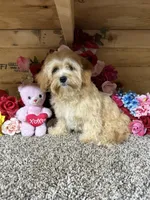 Jasimine, a female Cavapoo for sale in Cub Run, KY – 1 of 5