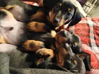 Bully, a male Miniature Dachshund for sale in Hammond, IL – Photo 4 of 4