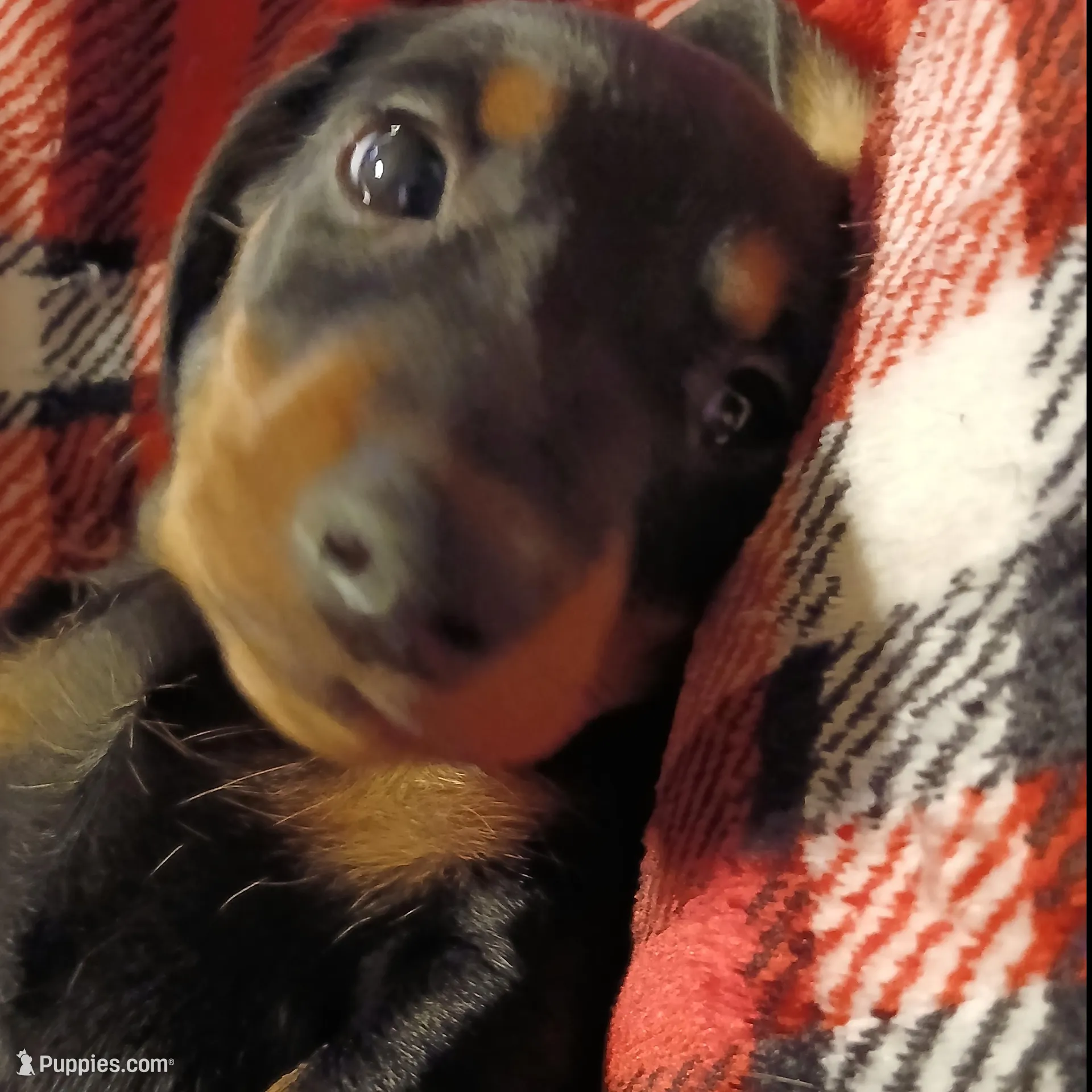 Bully, a male Miniature Dachshund for sale in Hammond, IL – Photo 3 of 4