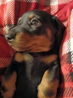 Bully, a male Miniature Dachshund for sale in Hammond, IL – Photo 1 of 4