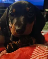 Oliver, a male Miniature Dachshund for sale in Hammond, IL – Photo 2 of 3