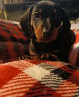 Oliver, a male Miniature Dachshund for sale in Hammond, IL – Photo 1 of 3