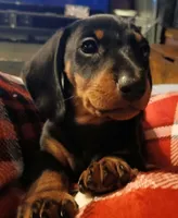 Oliver, a male Miniature Dachshund for sale in Hammond, IL – Photo 3 of 3