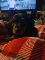 Runt, a male Miniature Dachshund for sale in Hammond, IL – Photo 1 of 3