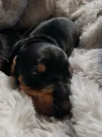 Doc, a male Miniature Dachshund for sale in Hammond, IL – Photo 3 of 3