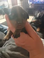 Doc, a male Miniature Dachshund for sale in Hammond, IL – Photo 2 of 3