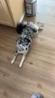 BUBBI, a female Alaskan Husky and Pomsky for sale in El Sobrante, CA – 3 of 3