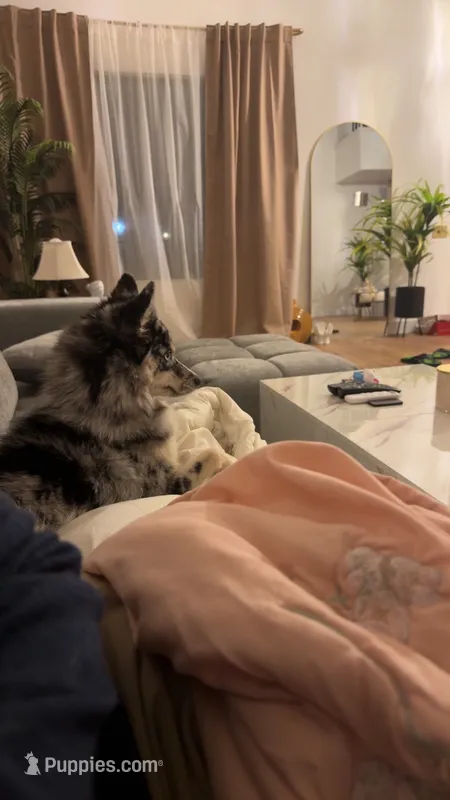 BUBBI – Alaskan Husky, Pomsky puppy for sale in El Sobrante, CA