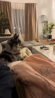 BUBBI, a female Alaskan Husky and Pomsky for sale in El Sobrante, CA – 1 of 3
