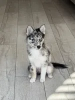 BUBBI, a female Alaskan Husky and Pomsky for sale in El Sobrante, CA – 2 of 3