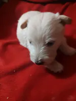 Sandman, a male Scottish Terrier for sale in Lincoln, CA – 2 of 2