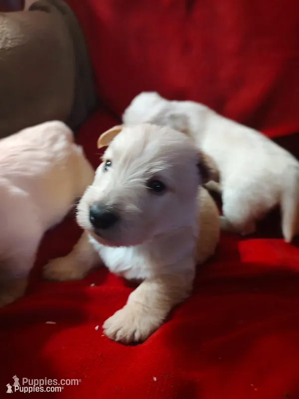 Blizzard – Scottish Terrier puppy for sale in Lincoln, CA