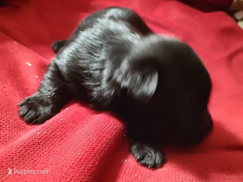 Crow Flys – Scottish Terrier puppy for sale in Lincoln, CA