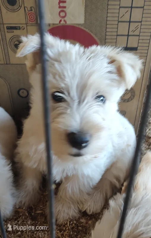 Frosty  – Scottish Terrier puppy for sale in Lincoln, CA