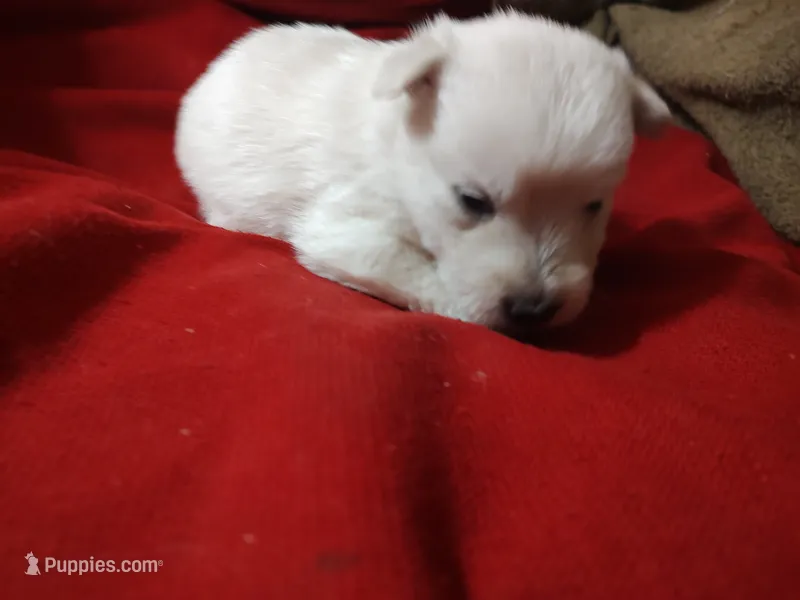 Snow white – Scottish Terrier puppy for sale in Lincoln, CA