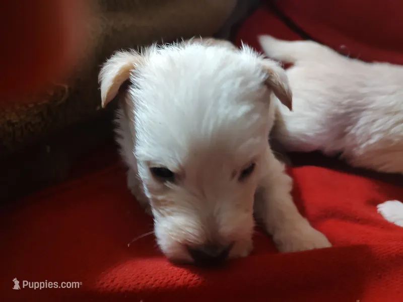 Frosty  – Scottish Terrier puppy for sale in Lincoln, CA