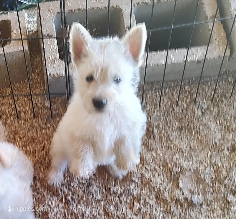 Snow white – Scottish Terrier puppy for sale in Lincoln, CA