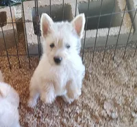 Snow white, a female Scottish Terrier for sale in Lincoln, CA – 1 of 2
