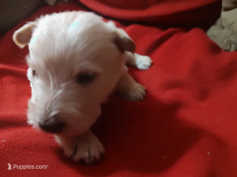 Sandman – Scottish Terrier puppy for sale in Lincoln, CA