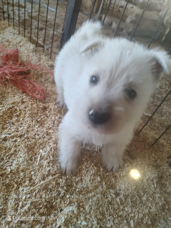 Blizzard – Scottish Terrier puppy for sale in Lincoln, CA