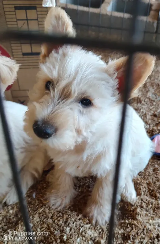Blizzard – Scottish Terrier puppy for sale in Lincoln, CA