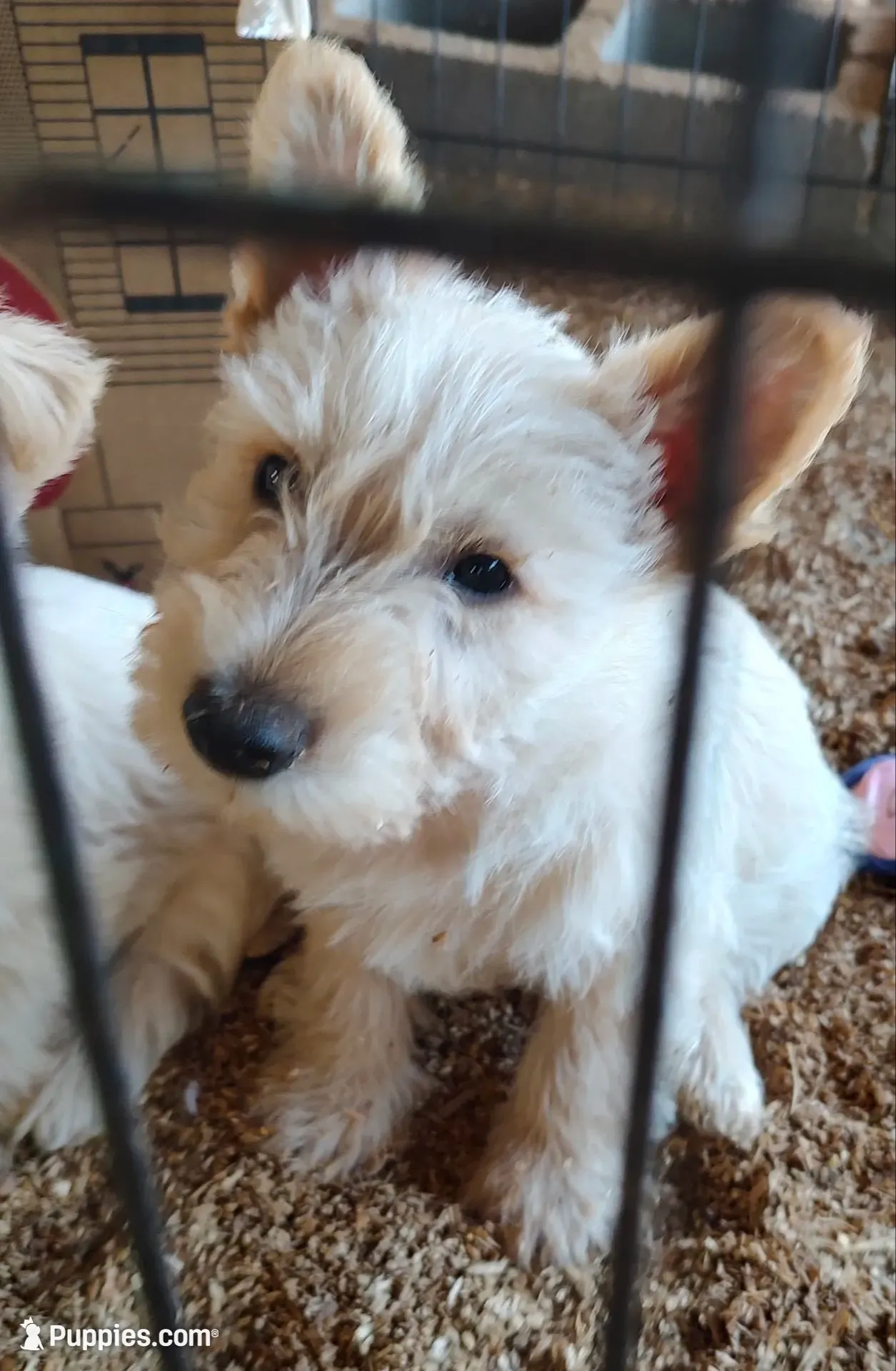 Blizzard, a male Scottish Terrier for sale in Lincoln, CA – 1 of 3