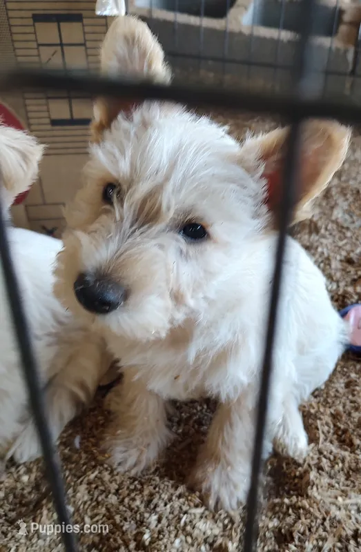 Blizzard – Scottish Terrier puppy for sale in Lincoln, CA