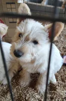 Blizzard, a male Scottish Terrier for sale in Lincoln, CA – 1 of 1