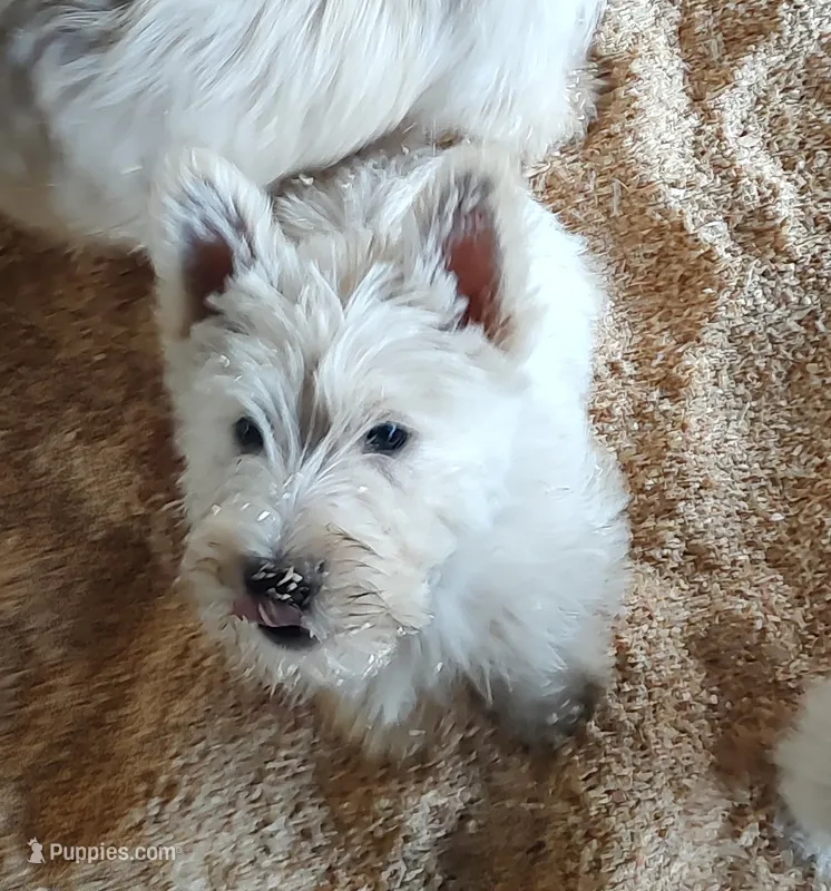 Frosty  – Scottish Terrier puppy for sale in Lincoln, CA