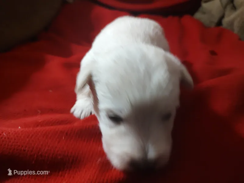 Blizzard – Scottish Terrier puppy for sale in Lincoln, CA