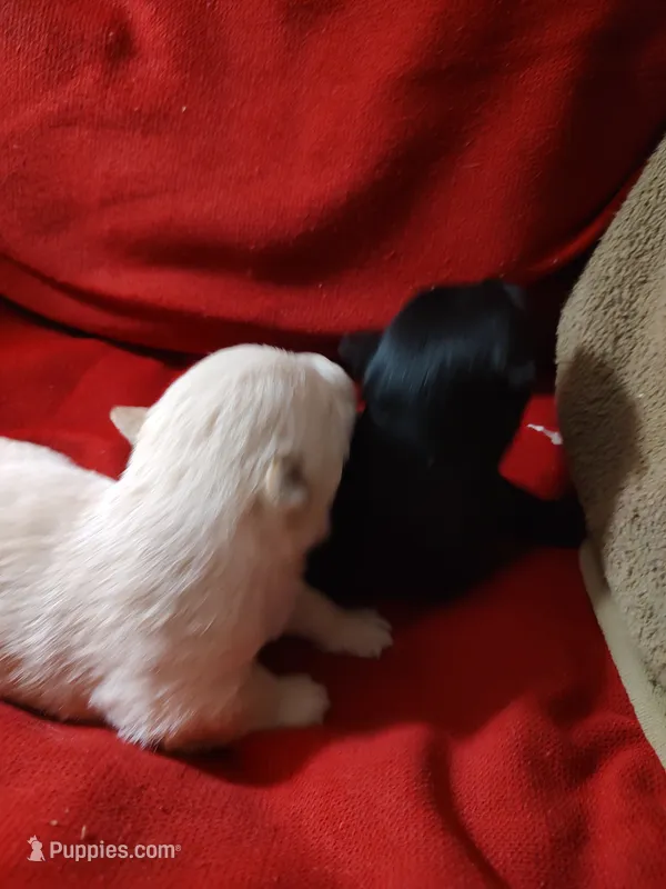 Black female Scotty – Scottish Terrier puppy for sale in Lincoln, CA