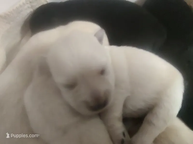 Wheaten female  – Scottish Terrier puppy for sale in Lincoln, CA