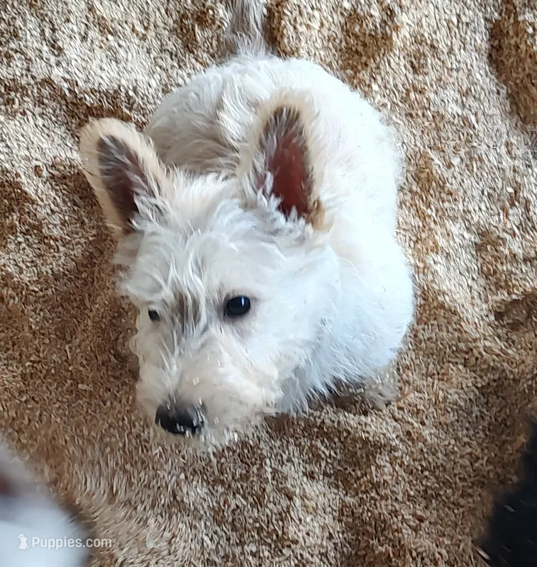 Blizzard – Scottish Terrier puppy for sale in Lincoln, CA