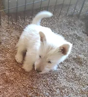Snow white, a female Scottish Terrier for sale in Lincoln, CA – 2 of 2