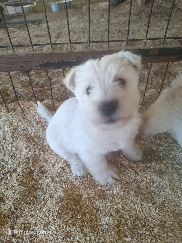 Snow white – Scottish Terrier puppy for sale in Lincoln, CA