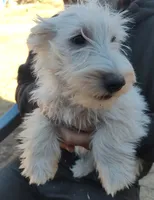Blizzard, a male Scottish Terrier for sale in Lincoln, CA – 2 of 3